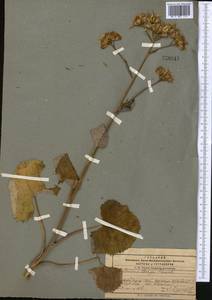 Vickifunkia thomsonii (C. B. Clarke) C. Ren, L. Wang, I. D. Illar. & Q. E. Yang, Middle Asia, Pamir & Pamiro-Alai (M2)