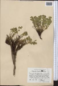 Euphorbia humilis C.A.Mey. ex Ledeb., Middle Asia, Western Tian Shan & Karatau (M3) (Uzbekistan)