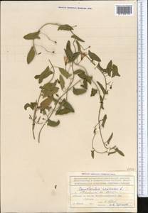 Convolvulus arvensis L., Middle Asia, Northern & Central Tian Shan (M4) (Kyrgyzstan)