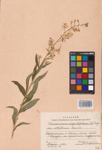 Chamaenerion angustifolium (L.) Scop., Eastern Europe, Northern region (E1) (Russia)