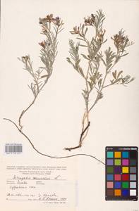 Astragalus arenarius L., Eastern Europe, Lithuania (E2a) (Lithuania)