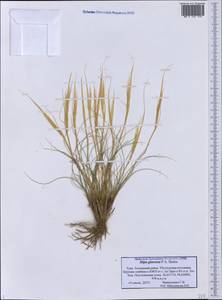 Stipa glareosa P.A.Smirn., Siberia, Altai & Sayany Mountains (S2) (Russia)