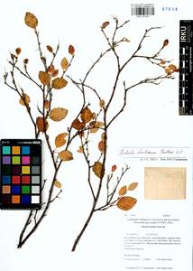 Betula fruticosa Pall., Siberia, Yakutia (S5) (Russia)