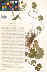 Alchemilla semilunaris Alechin, Eastern Europe, Moscow region (E4a) (Russia)