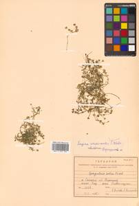 Sagina maxima subsp. crassicaulis (S. Watson) G. E. Crow, Siberia, Russian Far East (S6) (Russia)