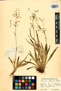 Luzula pilosa (L.) Willd., Siberia, Baikal & Transbaikal region (S4) (Russia)
