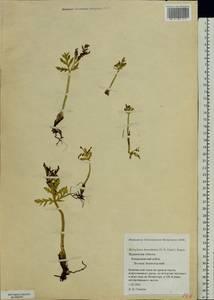 Botrychium lanceolatum (S. G. Gmel.) Ångstr., Eastern Europe, Northern region (E1) (Russia)