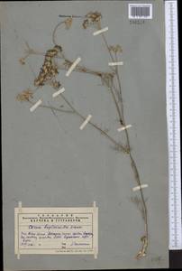 Hyalolaena bupleuroides (Schrenk) Pimenov & Kljuykov, Middle Asia, Western Tian Shan & Karatau (M3) (Kazakhstan)