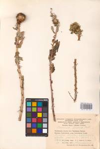 Hieracium virosum Pall., Eastern Europe, Eastern region (E10) (Russia)