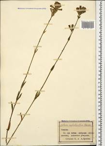 Silene spergulifolia subsp. spergulifolia, Caucasus (no precise locality) (K0)