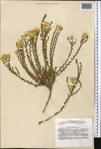 Limbarda salsoloides (Turcz.) Ikonn., Middle Asia, Pamir & Pamiro-Alai (M2) (Tajikistan)