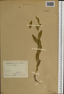 Lepidium latifolium L., Siberia, Altai & Sayany Mountains (S2) (Russia)