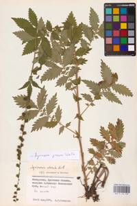 Agrimonia procera Wallr., Eastern Europe, Belarus (E3a) (Belarus)