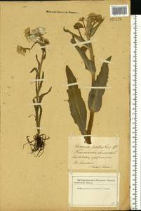 Tephroseris palustris (L.) Fourr., Eastern Europe, Latvia (E2b) (Latvia)