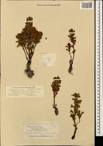 Phelipanche ramosa (L.) Pomel, Caucasus, Black Sea Shore (from Novorossiysk to Adler) (K3) (Russia)