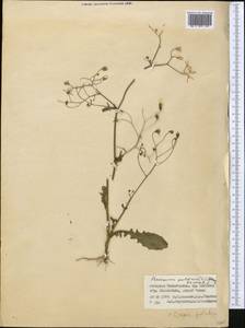 Crepis pulchra L., Middle Asia, Western Tian Shan & Karatau (M3) (Tajikistan)