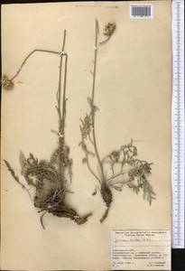 Jurinea lanipes Rupr., Middle Asia, Northern & Central Tian Shan (M4) (Kyrgyzstan)