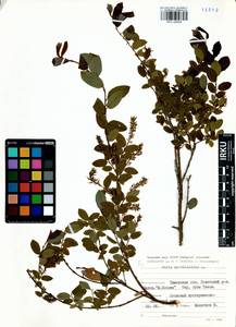 Salix myrtilloides L., Siberia, Western Siberia (S1) (Russia)