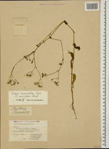 Crepis micrantha Czerep., Caucasus, Georgia (K4) (Georgia)