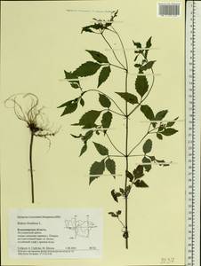 Bidens frondosa L., Eastern Europe, Central region (E4) (Russia)