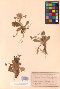 Primula vulgaris Huds., Western Europe (EUR) (Switzerland)