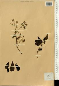 Clematis, South Asia, South Asia (Asia outside ex-Soviet states and Mongolia) (ASIA) (Philippines)