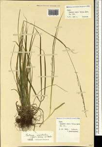 Festuca orientalis (Boiss.) B.Fedtsch., Crimea (KRYM) (Russia)