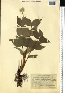 Clematis integrifolia L., Eastern Europe, North Ukrainian region (E11) (Ukraine)