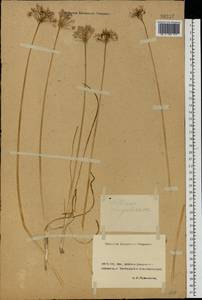 Allium angulosum L., Eastern Europe, Rostov Oblast (E12a) (Russia)