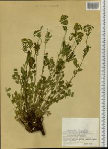 Potentilla longifolia Willd., Siberia, Central Siberia (S3) (Russia)