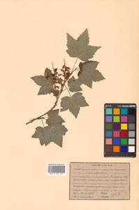 Ribes latifolium Jancz., Siberia, Russian Far East (S6) (Russia)