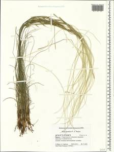 Stipa pontica P.A.Smirn., Crimea (KRYM) (Russia)