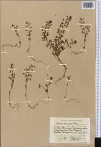 Veronica campylopoda Boiss., Middle Asia, Western Tian Shan & Karatau (M3) (Uzbekistan)