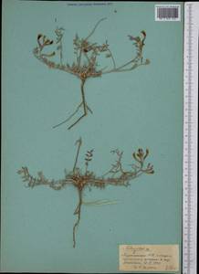 Astragalus, Middle Asia, Karakum (M6) (Turkmenistan)