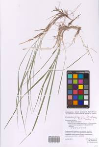 Brachypodium peregrinum Stanisl. & Tzvelev, Eastern Europe, Central region (E4) (Russia)