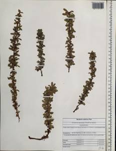 Berberis sibirica Pall., Siberia, Altai & Sayany Mountains (S2) (Russia)