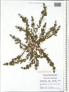 Polycnemum majus A. Braun, Caucasus, Krasnodar Krai & Adygea (K1a) (Russia)