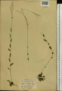 Arabis planisiliqua subsp. nemorensis (Wolf ex Hoffm.) Soják, Eastern Europe, Eastern region (E10) (Russia)