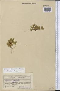Herniaria caucasica Rupr., Middle Asia, Western Tian Shan & Karatau (M3) (Kyrgyzstan)