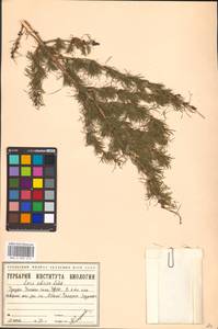 Larix sibirica Ledeb., Siberia, Western Siberia (S1) (Russia)