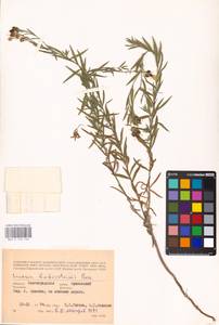 MHA 0 159 165, Linaria biebersteinii Besser, Eastern Europe, Lower Volga region (E9) (Russia)