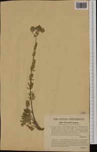 Potentilla pedata Willd., Western Europe (EUR) (Italy)