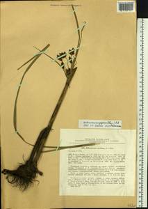 Bolboschoenus yagara (Ohwi) Y.C.Yang & M.Zhan, Siberia, Russian Far East (S6) (Russia)