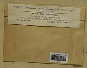 Ptychostomum kunzei (Hornsch.) J.R. Spence, Bryophytes, Bryophytes - Western Europe (BEu) (Austria)