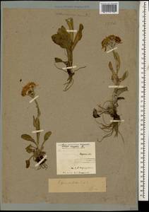 Tephroseris integrifolia subsp. primulifolia (Cufod.) Greuter, Caucasus, Stavropol Krai, Karachay-Cherkessia & Kabardino-Balkaria (K1b) (Russia)