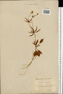 Ranunculus auricomus L., Eastern Europe, Northern region (E1) (Russia)