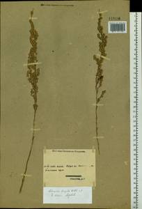 Artemisia frigida Willd., Siberia, Western (Kazakhstan) Altai Mountains (S2a) (Kazakhstan)