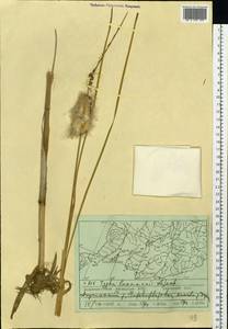 Typha laxmannii Lepech., Siberia, Russian Far East (S6) (Russia)