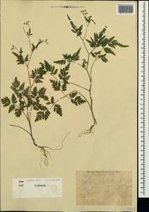Torilis japonica (Houtt.) DC., Crimea (KRYM) (Russia)