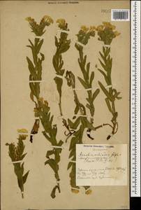 Huynhia pulchra (Willd. ex Roem. & Schult.) Greuter & Burdet, Caucasus, Azerbaijan (K6) (Azerbaijan)